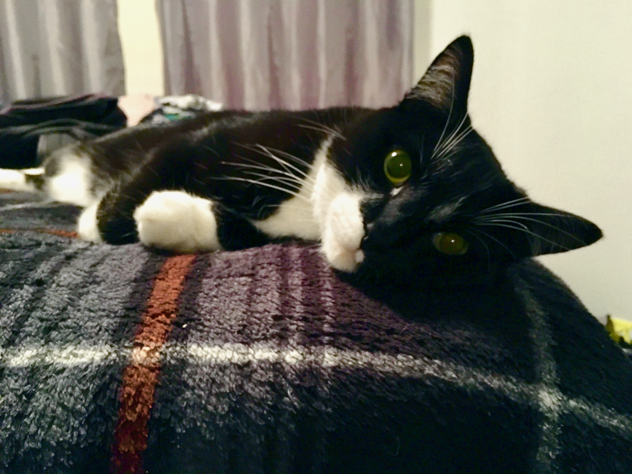 edmonton cat black kot czarny